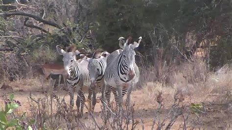 African River Wildlife Camera